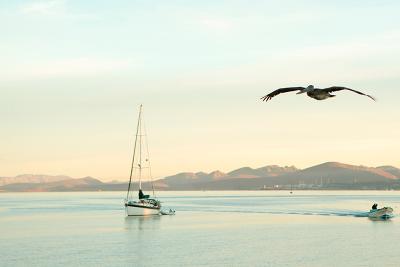 boat and seagull